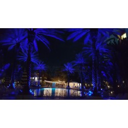 Color changing palm trees using LED Inground